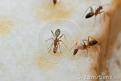 Anoplolepis gracilipes, yellow crazy ants, on Sliced â€‹â€‹bread, Stock Photo